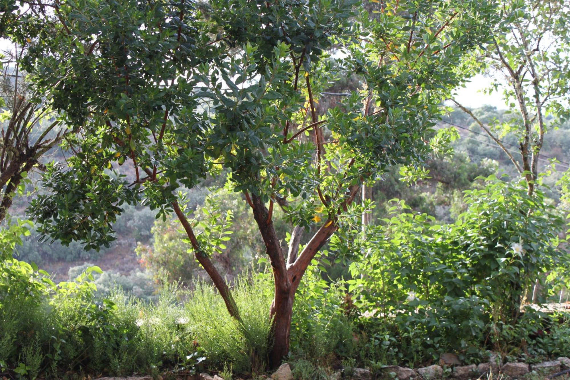 Casa Rural Camino De Hierro I Y II La Fregeneda Εξωτερικό φωτογραφία